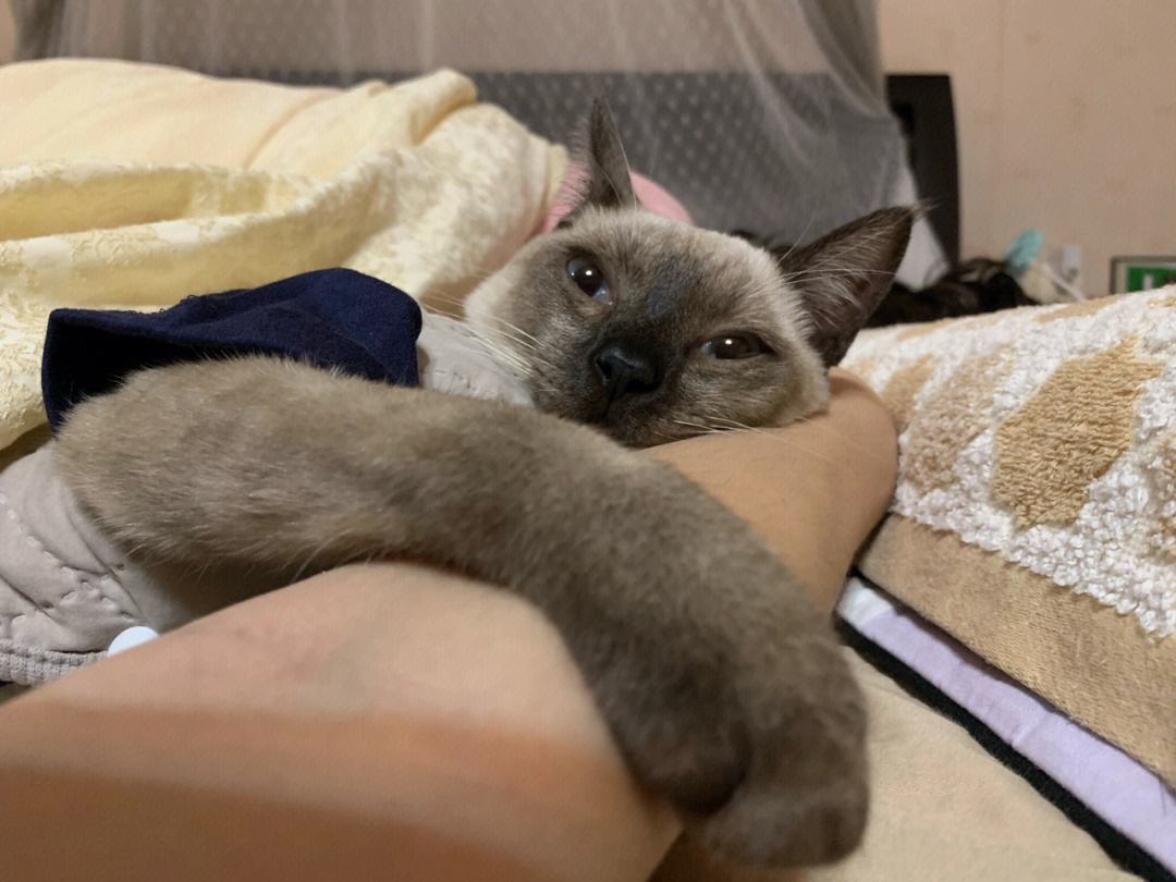 为什么越来越多人喜欢养橘猫,为什么养暹罗猫要有田园猫