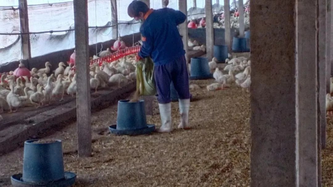 肉鸭养殖乡村振兴,肉鸭养殖与乡村振兴