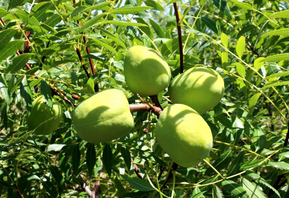 甘肃女子变卖家产花千万开发沙漠,女子砸千万家产完整版