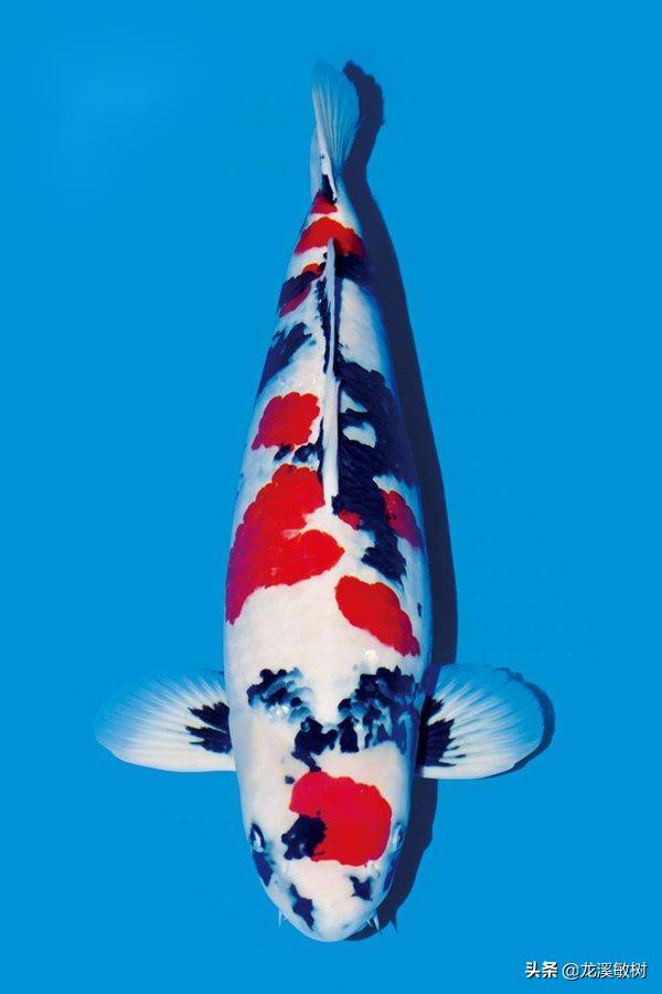 锦鲤分多少种什么样的锦鲤最好养,锦鲤要怎么选才能选到好的锦鲤