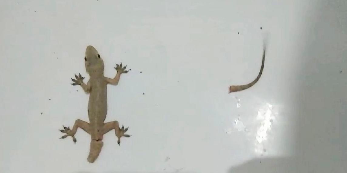 为什么壁虎也在五毒之中,壁虎为啥是五毒