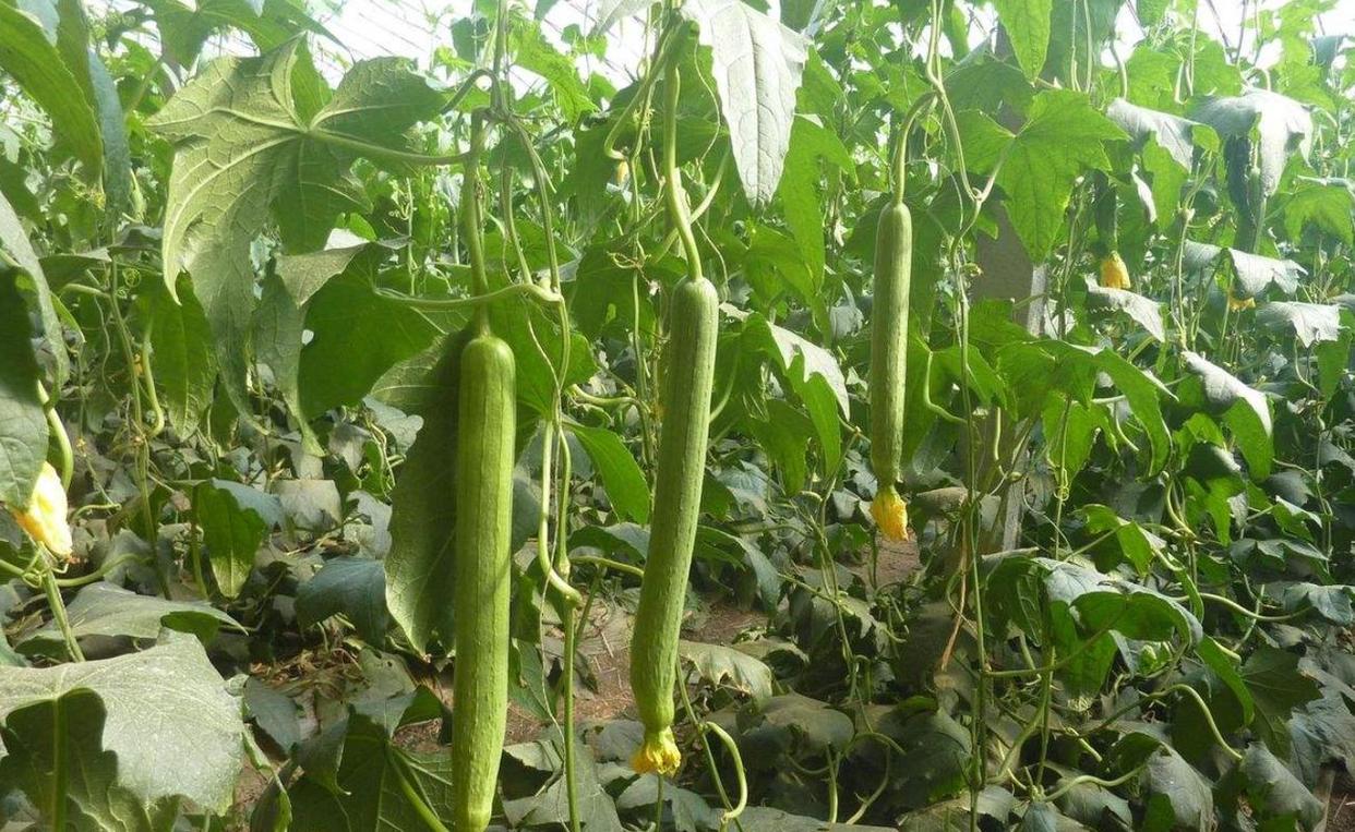 种植什么农作物最赚钱农村,农村种植什么经济作物最赚钱