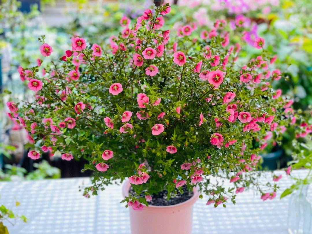 春天来了这5种花赶快扦插,春季来了养花不可少