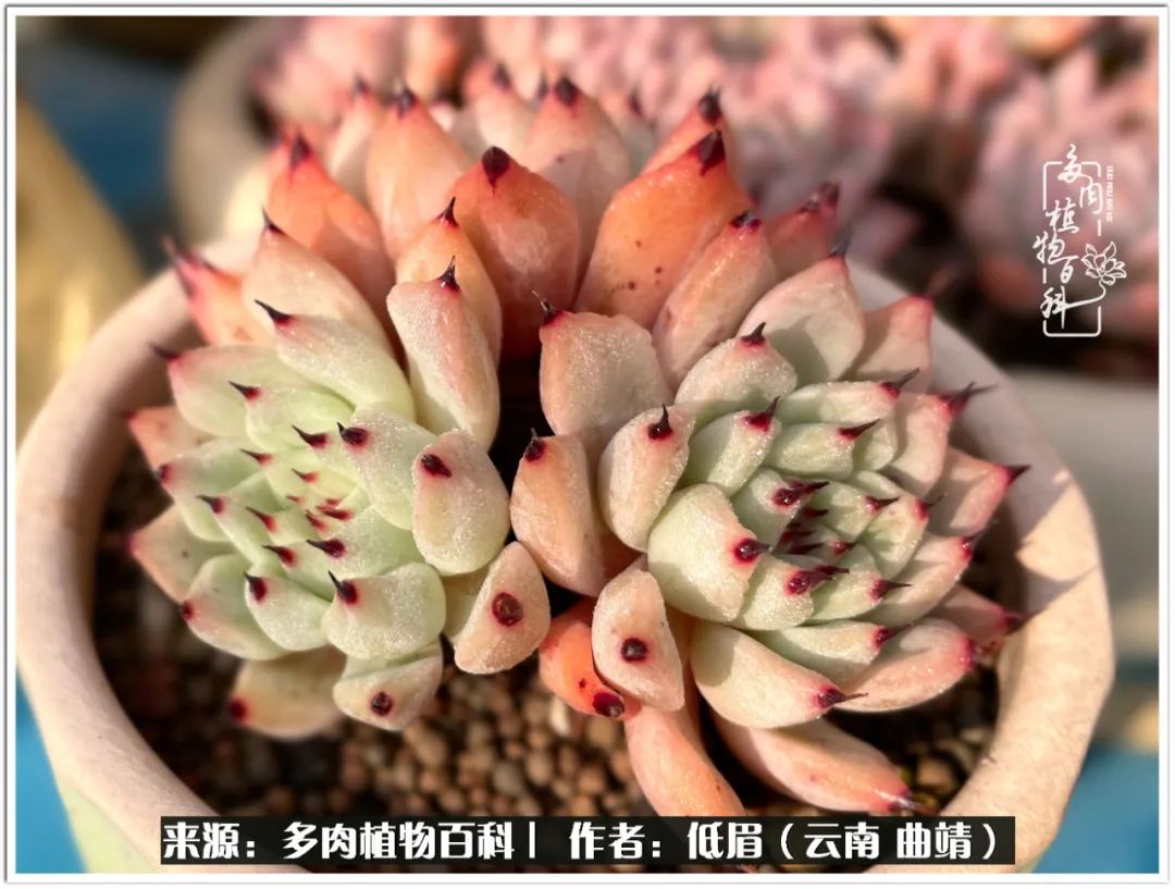 玉露多肉冬季分盆,玉露多肉怎样才能晶莹剔透