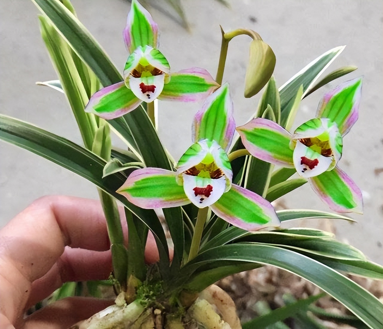 墨兰金边兰花哪个品种最好,兰花带金边的叫什么兰