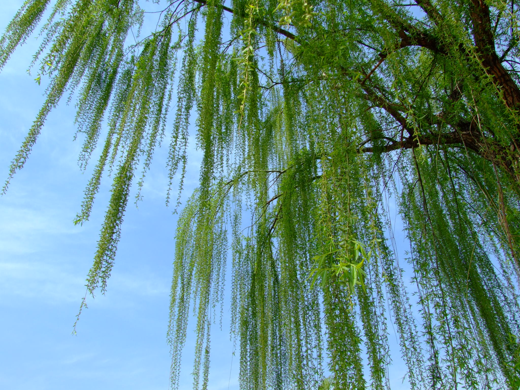 古今有名的十五首咏柳诗词,描写春柳的古诗有哪些