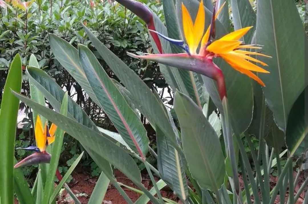 适合室内养的大叶子植物有哪些,四季常绿的室内植物好养