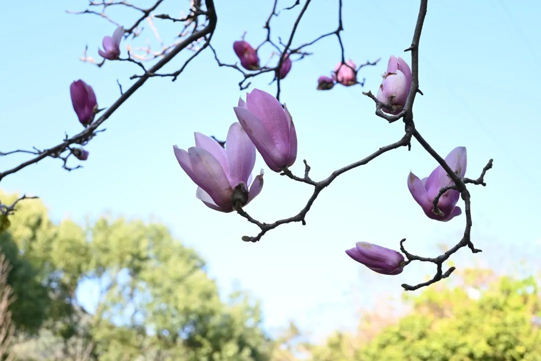 厦门十大最美花海,盘点厦门最美花海的地方
