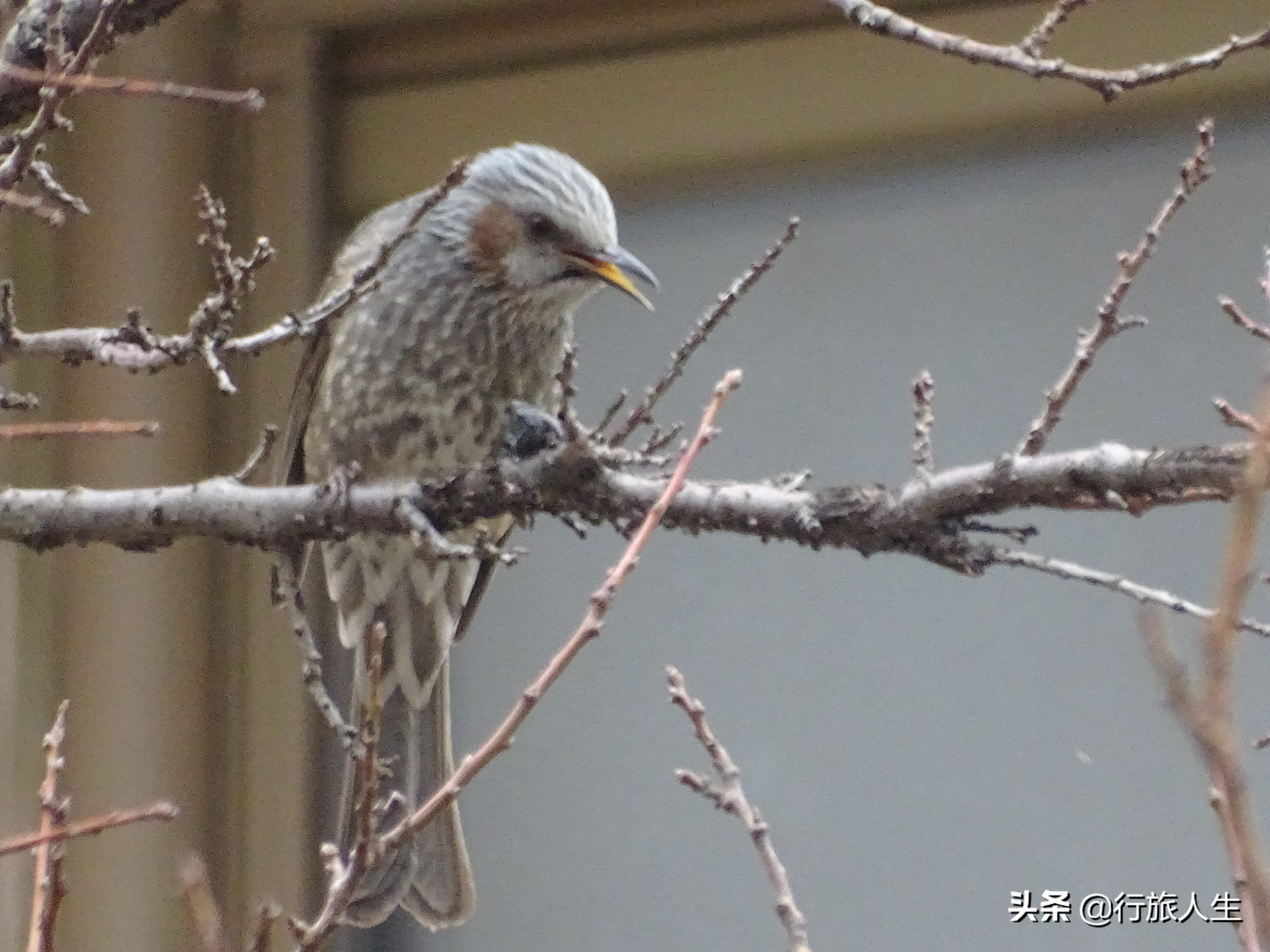 冬日的鸟儿文案,冬日鸟儿在树上图片