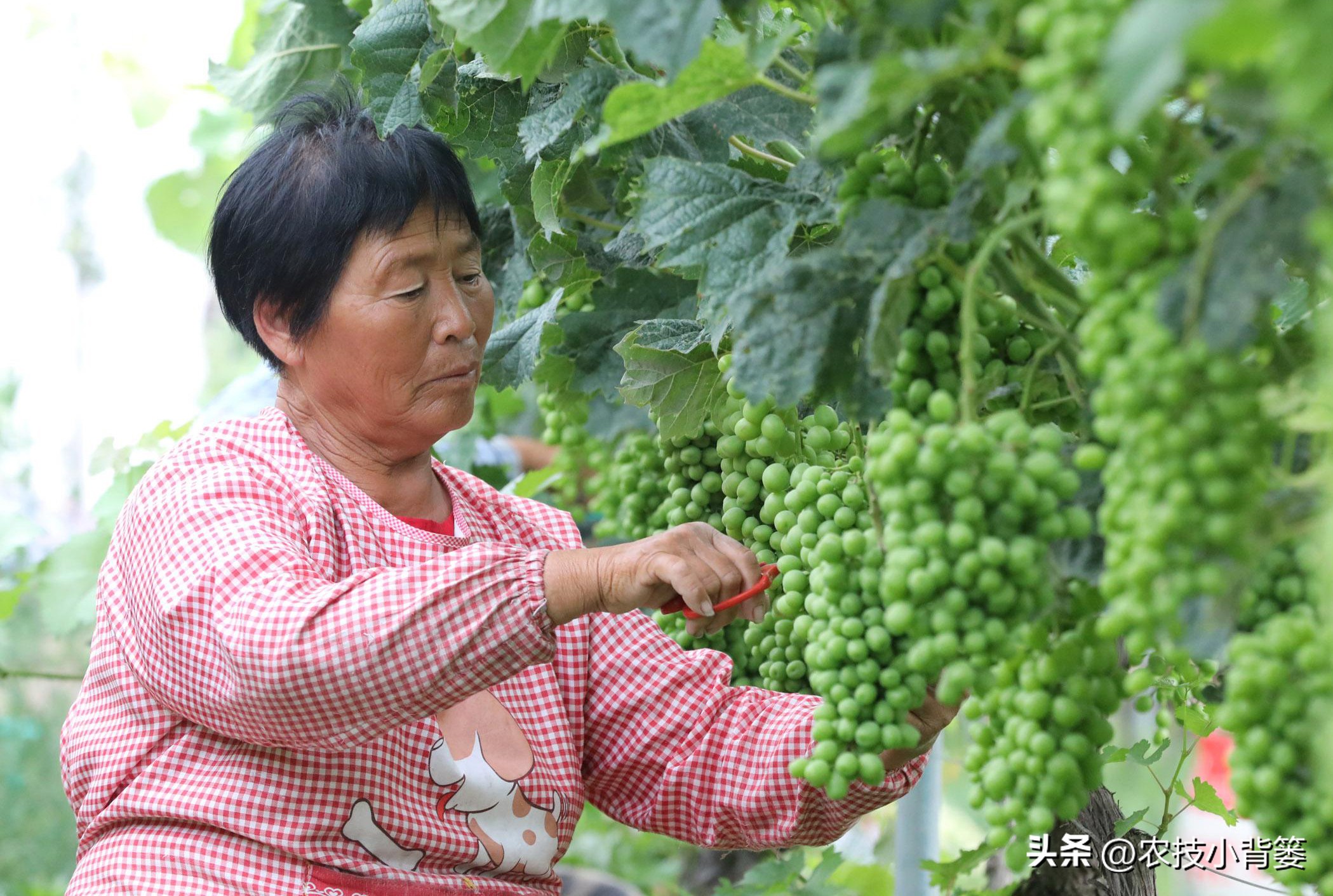 提高葡萄多次结果的两个有效方法,葡萄大小粒防治方法和补救措施
