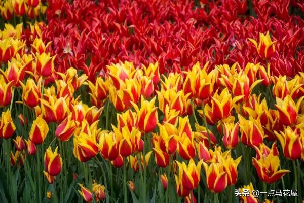 夜皇后郁金香,郁金香粉红皇后