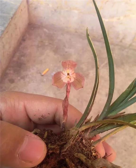 七年前，他家里的一棵春兰边艺开出极品红荷，大佬出275万收购