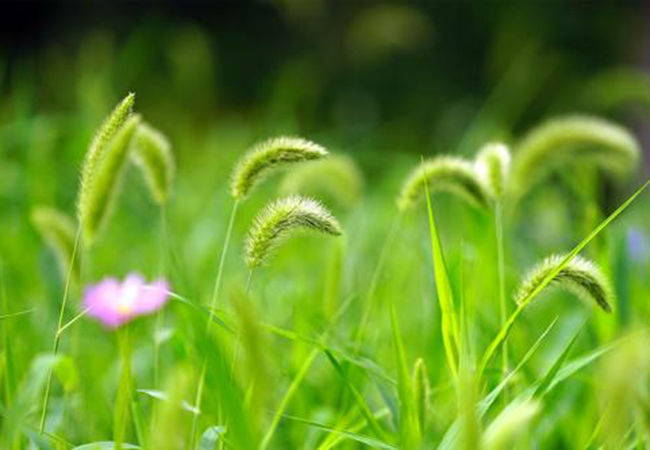 赞美春草的诗句古诗大全,描写春草的诗句十首