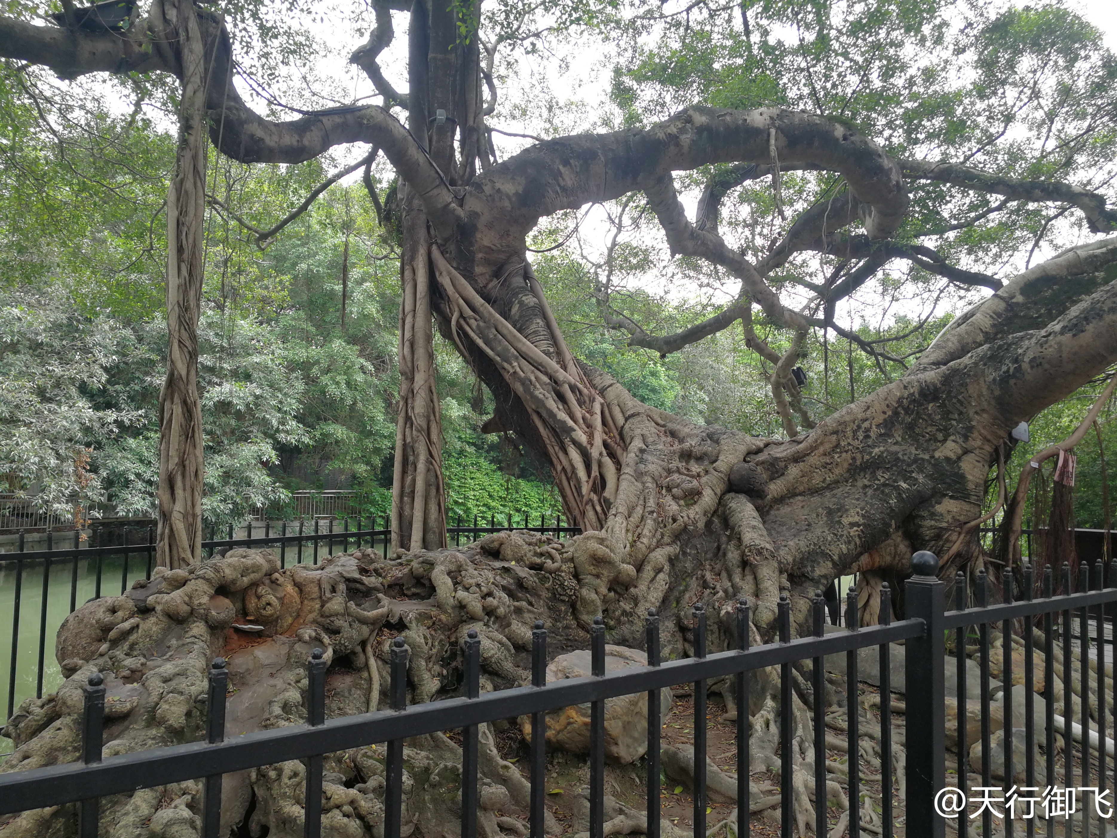 小洲村旅游景点地图,小洲村一日游最佳攻略