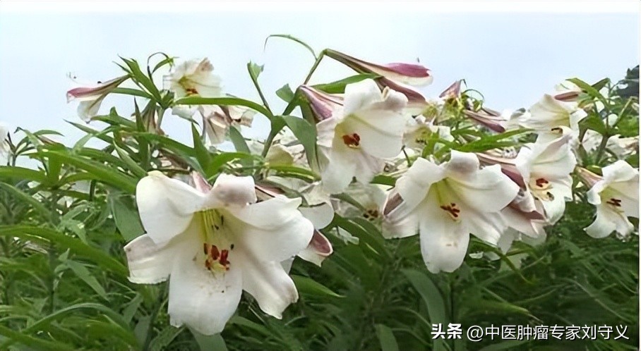 中药百合如何食用润肺,中药百合怎么吃才能清肺热