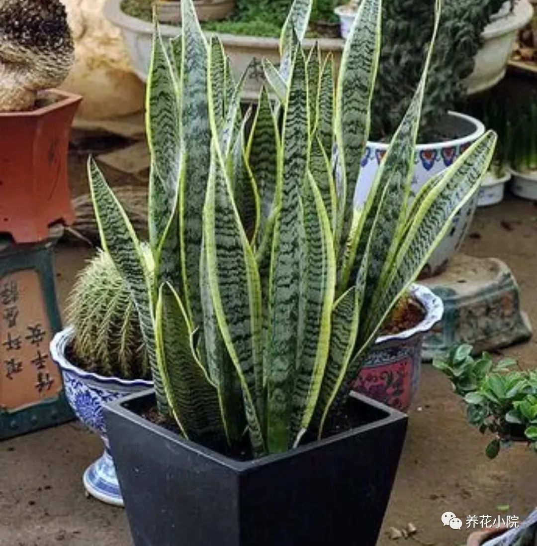 一年四季在客厅都好养的花,一年四季适合室内养又便宜的花