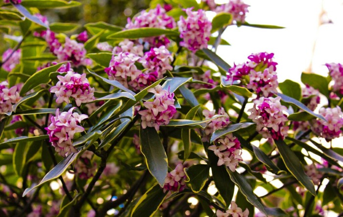 6种年宵花现在买最省钱,年宵花怎么养才旺财