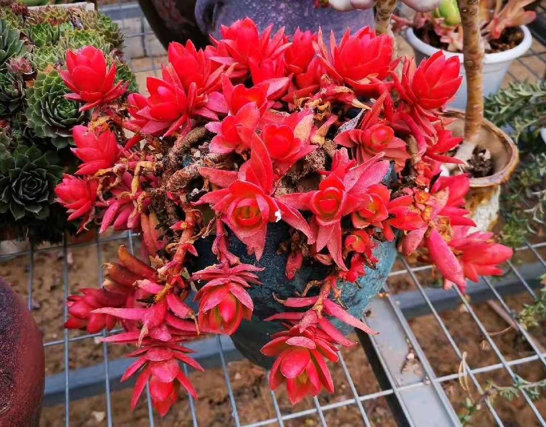 南方最好养的多肉法师品种,适合南方养的多肉有哪些