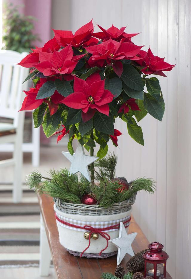 家里养花有句老话说花旺人不旺,在家养花对风水好的花