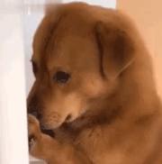 六百万网红想洗白反被封，他哭了狗笑了？网友：他活该