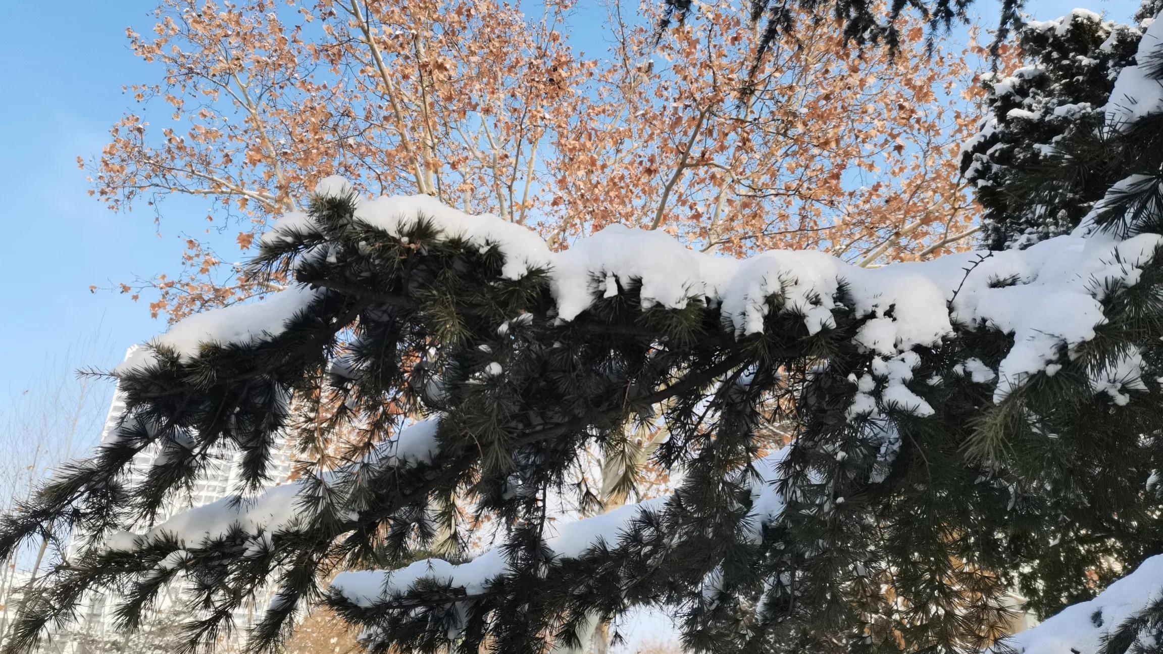 *园春沁**•虎年初雪