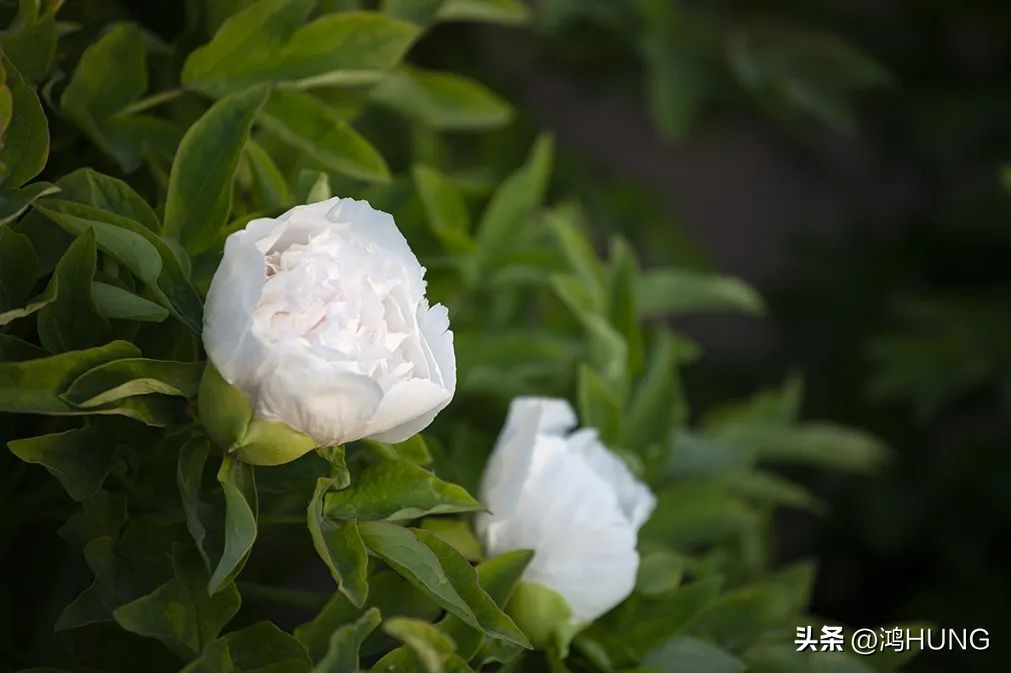 写牡丹花的诗句古诗大全,描写牡丹的诗句古诗