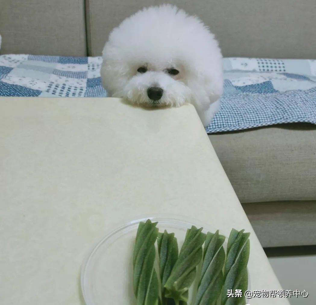 比熊半夜饿醒要不要喂,比熊半夜醒