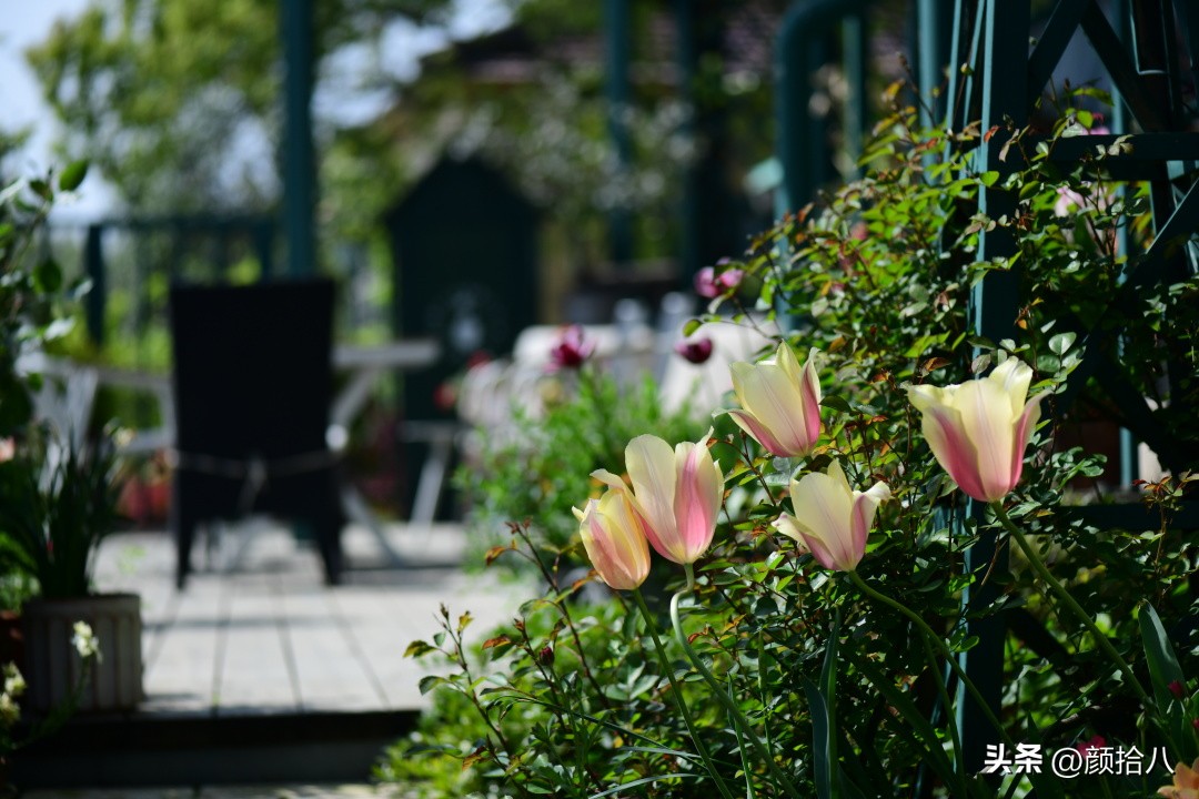 盘点今年河马花园里最美的几款郁金香|园丁