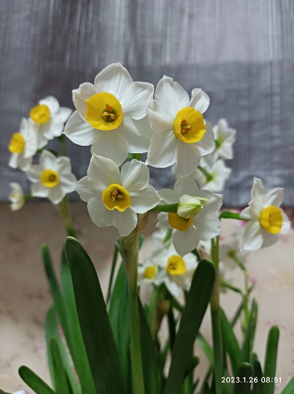 散文兰花500字,散文水仙花