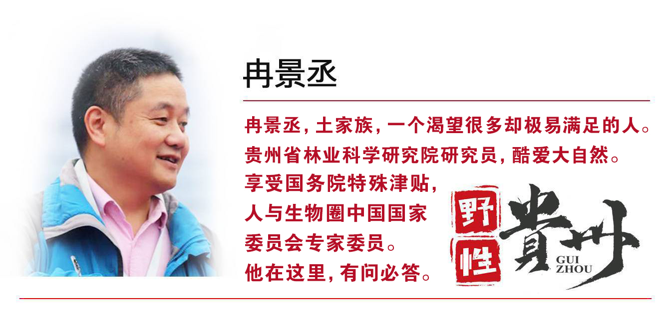 野性贵州有问必答丨蜜蜂界的“大个子”,又胖又萌,酿蜜筑巢样样行