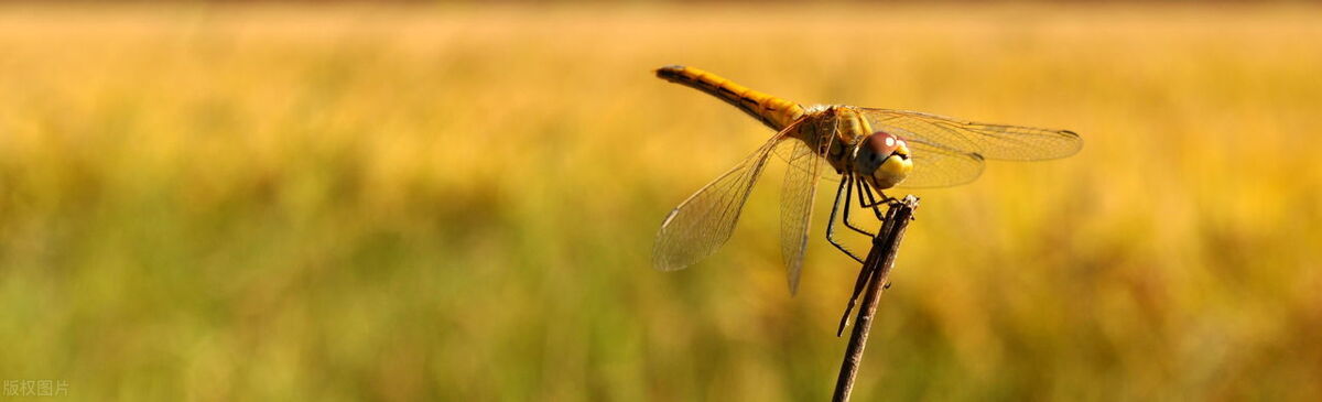 什么是生物与环境组成的生态系统,一个生态系统中起决定作用的生物
