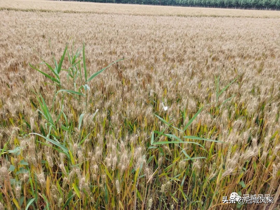 贾镇艾寨村,冠县艾寨