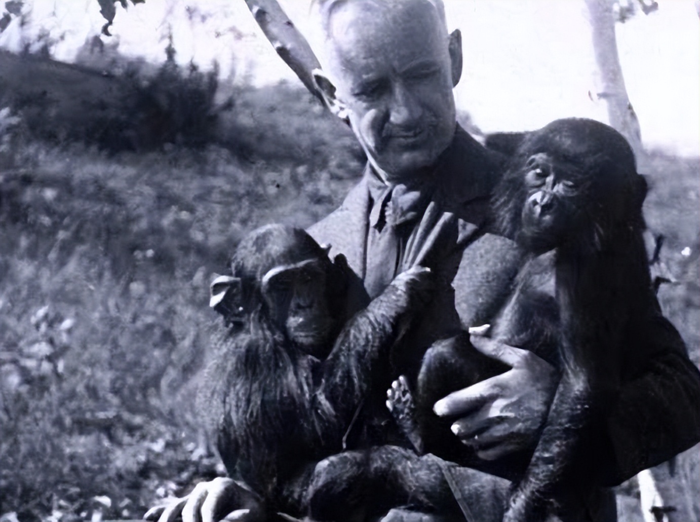 人兽真能杂交，日本批准“人兽杂交胚胎”实验，是福是祸？