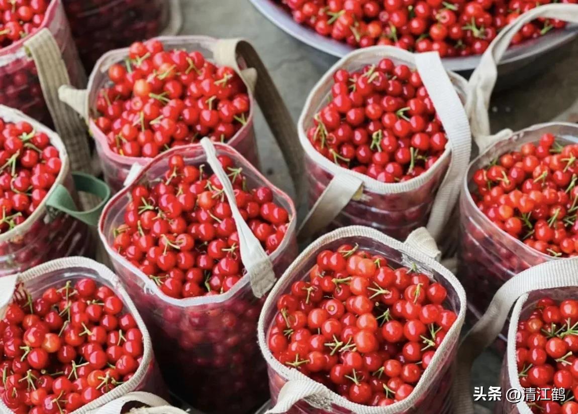 樱桃好吃树难栽完整故事,樱桃好吃树难栽家常版完整版