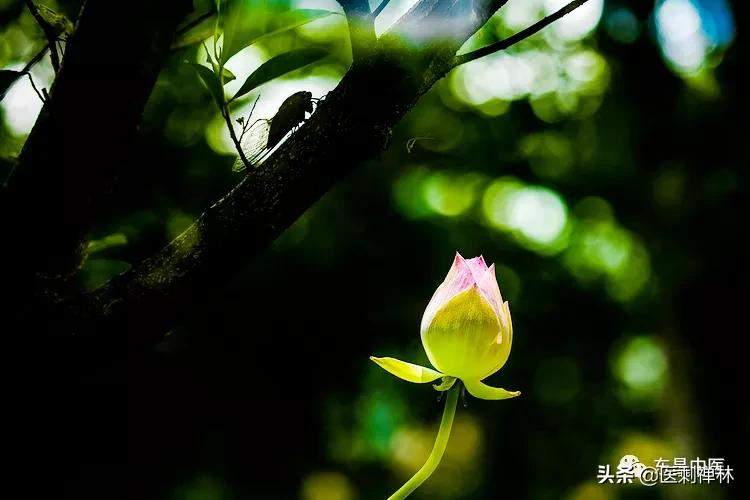 蝉的禅意深度有多深,蝉意与禅意