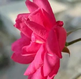 小学女教师自杀事件评述,小学老师自杀事件后续