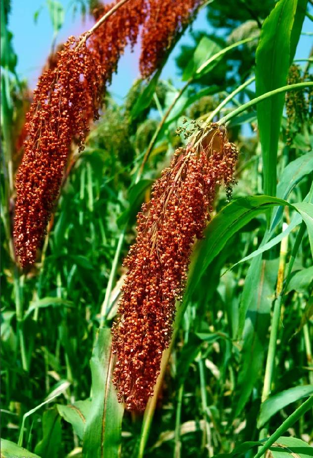 高粱品种图片大全,高粱乌米图片