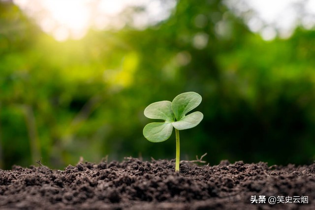 菲律宾群岛椰子树,15世纪菲律宾有多强