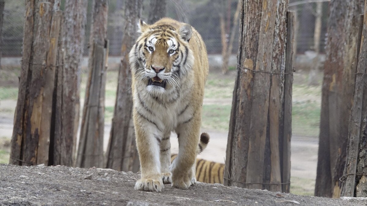 48岁写给本命年的自己散文随笔,买本命年红内衣散文