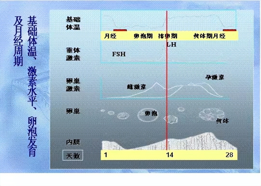 监测排卵怎么安排更容易怀孕,促排卵快速怀孕的最佳方法