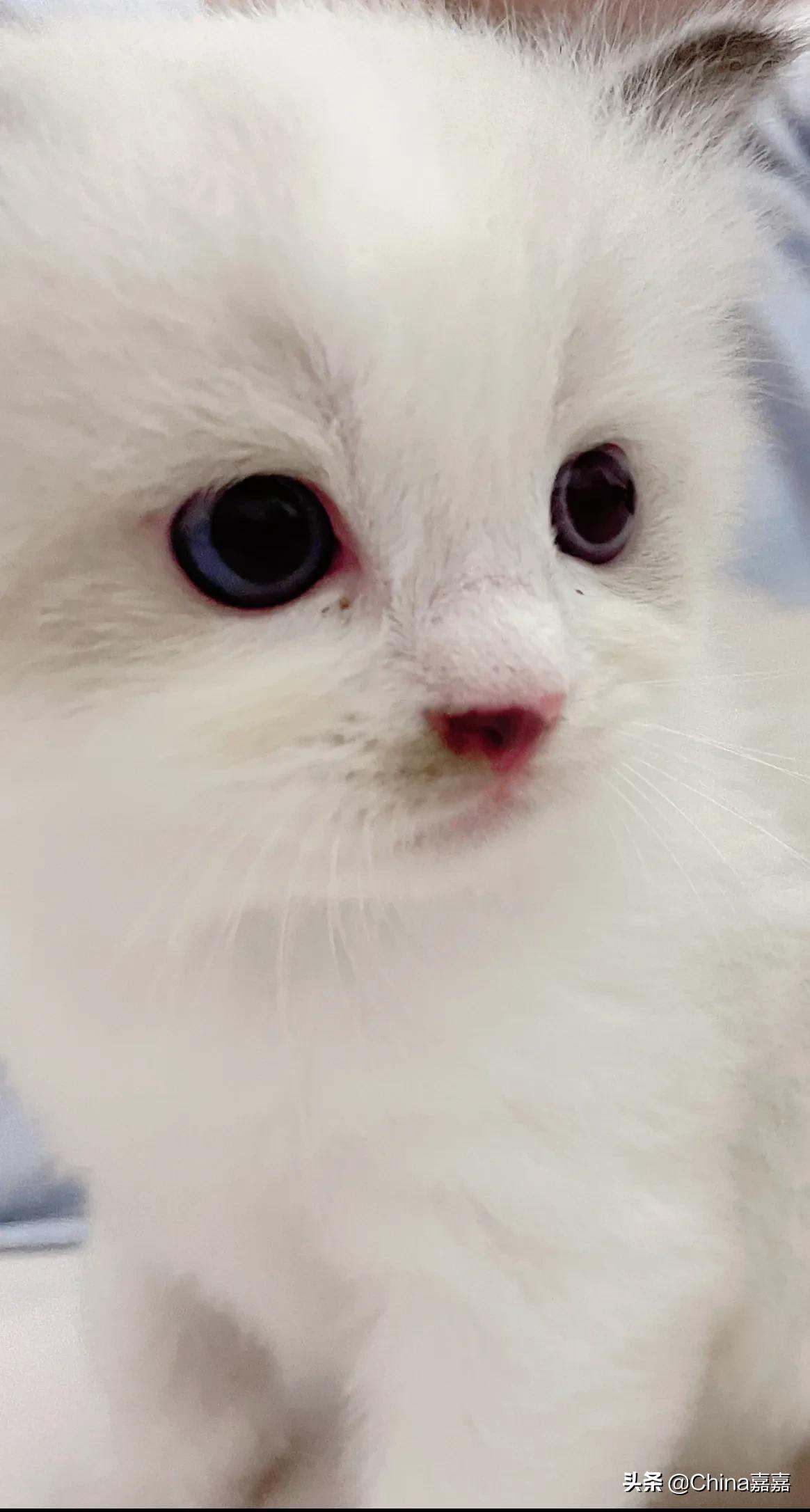 被猫咪治愈的退休生活