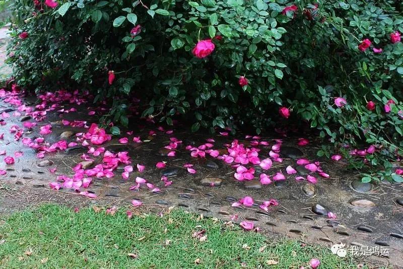 说花（文/鸿运）