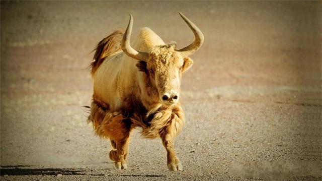 全球不足百头的动物,全球数量不到100只的动物