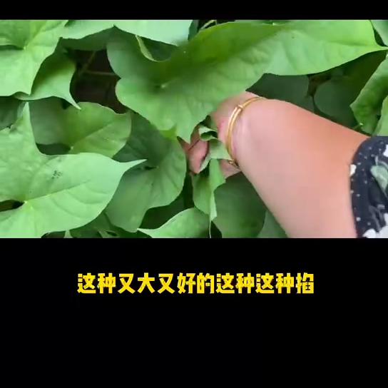 豆角胡萝卜玉米面窝窝头家常做法,雨天在家做点好吃的豆角窝窝头