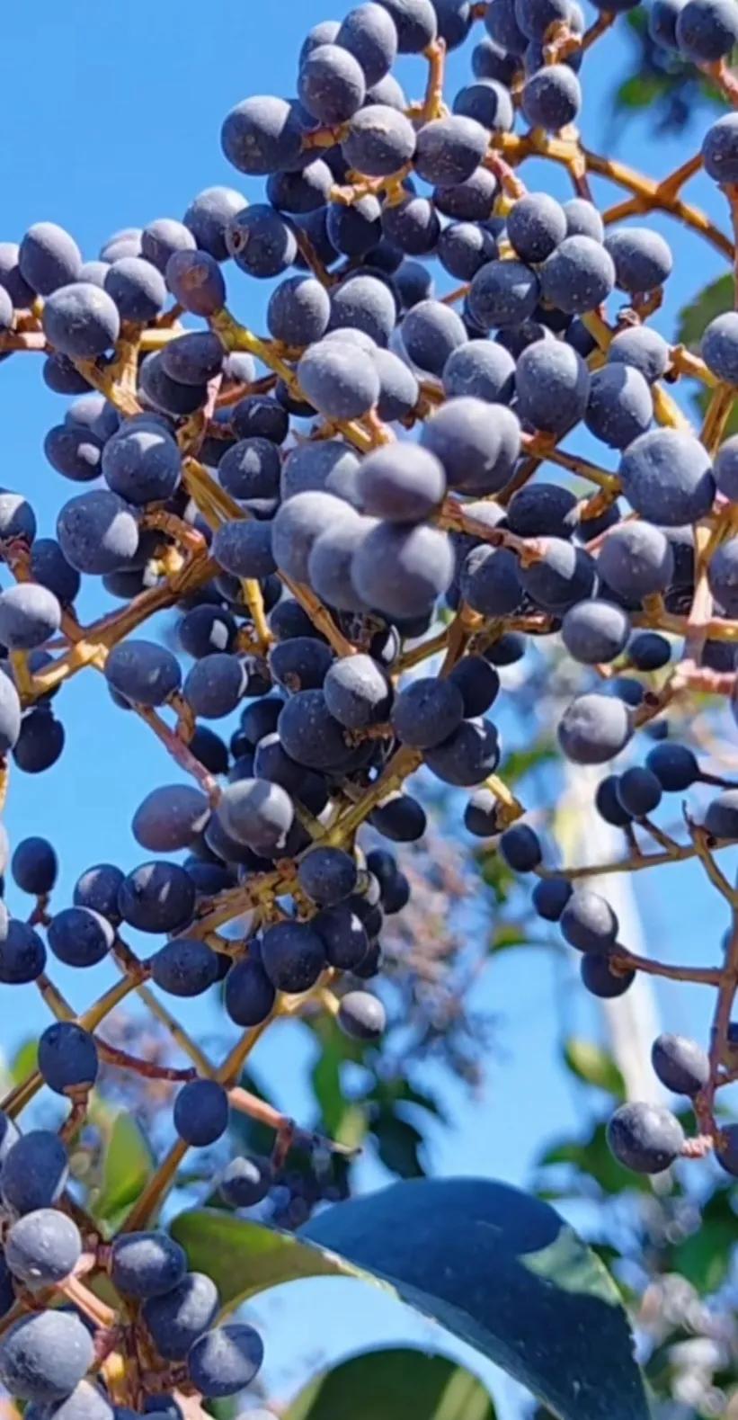 女贞子图片树木,女贞子树彩图