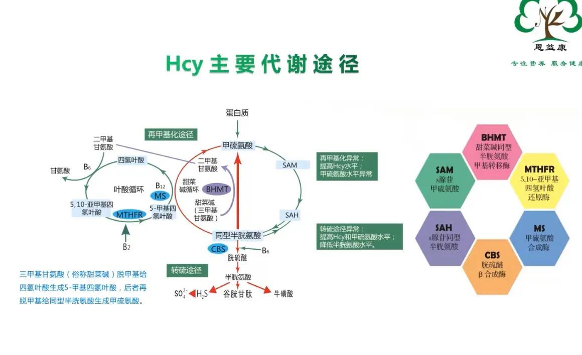 高同型半胱氨酸血症hcy正常值 (同型半胱氨酸hcy检测是什么)