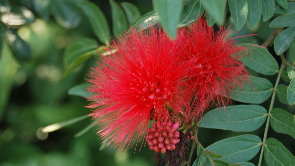 吸收甲醛的室内植物好养的有哪些,吸收甲醛最佳的十种植物排行榜