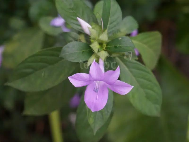 假杜鹃养护,假杜鹃图片