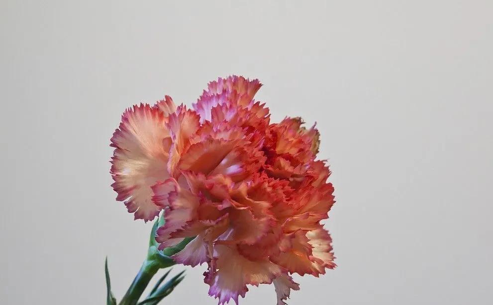 红苞喜林芋对猫咪有毒吗,什么植物对猫咪有毒