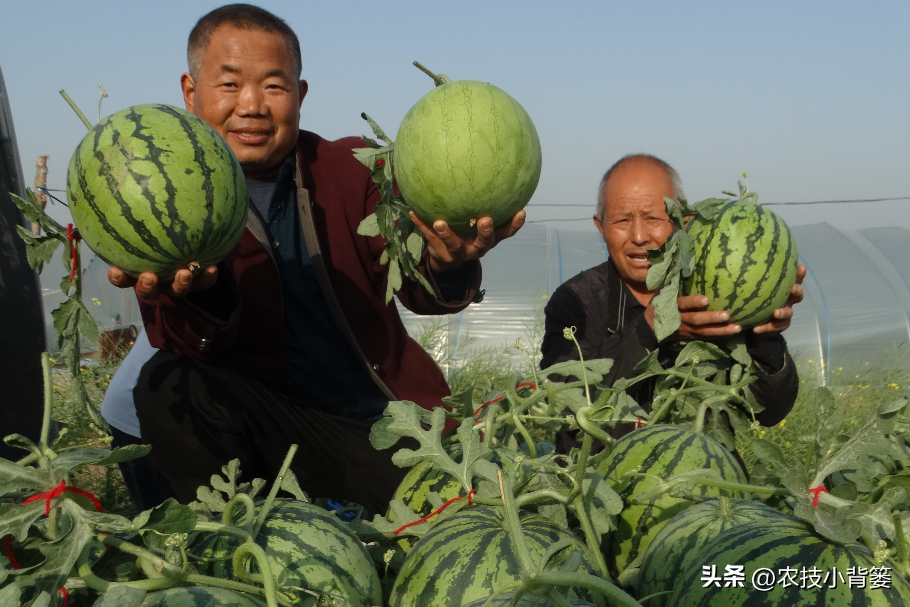 果树缺钙吃什么钙肥好,哪种肥料容易引起钙流失